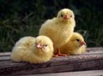 OPZOEK NAAR PAS UİTGEKOMEN KUİKENS, Dieren en Toebehoren, Pluimvee