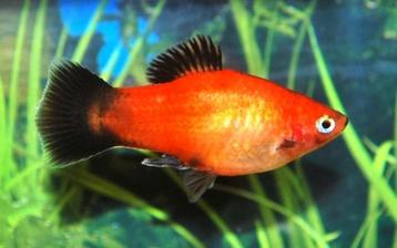 Hobbyaquarium Platy / XIPH MAC Gold Wagtail beschikbaar voor biedingen