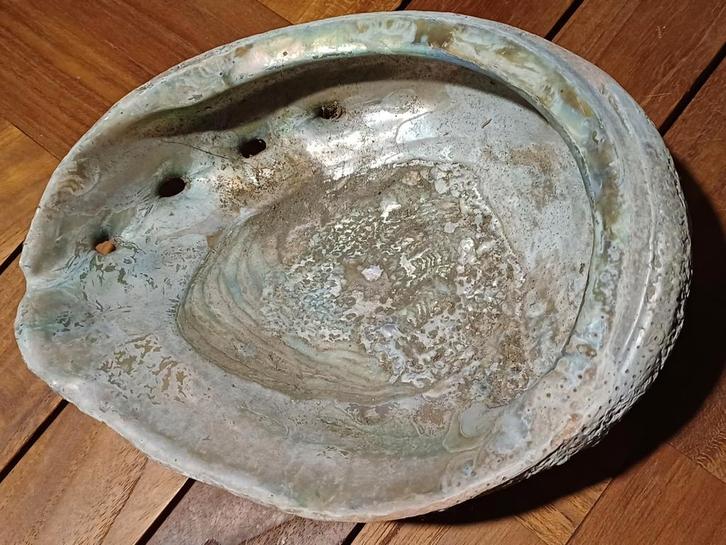2 grote abalone schelpen, Verzamelen, Mineralen en Fossielen, Schelp(en), Ophalen of Verzenden