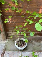 Plant de noisetier, Tuin en Terras, Planten | Fruitbomen, Ophalen, Walnotenboom