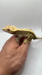 Kuifgekko