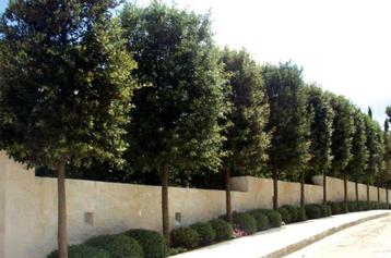 STEENEIK QUERCUS ILEX - bomen en meerstammen voor tuin beschikbaar voor biedingen