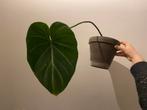 Philodendron Gloriosum, Huis en Inrichting, Ophalen