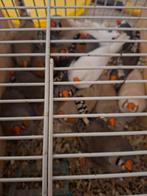 Grote zebravinken 20euro koppel, Dieren en Toebehoren, Vogels | Kanaries