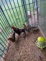 Trio Onagadori, Dieren en Toebehoren, Pluimvee, Meerdere dieren, Kip