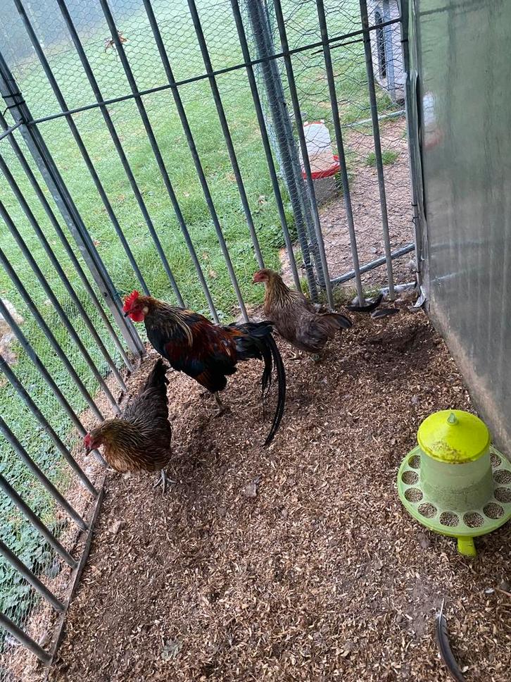 Trio Onagadori, Dieren en Toebehoren, Pluimvee, Kip, Meerdere dieren