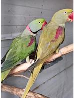 Kwk Alexanders, Meerdere dieren, Parkiet, Geringd