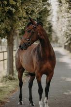 Trainen, opleiden en uitbrengen van uw paard.