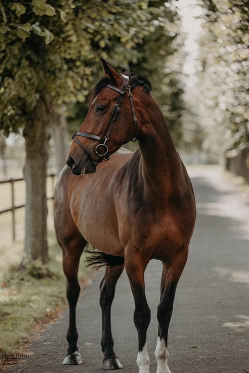 Trainen, opleiden en uitbrengen van uw paard., Animaux & Accessoires, Chevaux