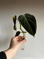 Philodendron Melanochrysum stek, Enlèvement ou Envoi