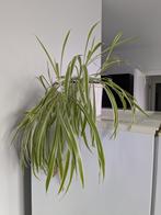 Plante d'intérieur verte, Autres espèces, En pot, Moins de 100 cm, Enlèvement