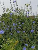 1 grote wilde cichorei , lees beschrijving, Tuin en Terras, Planten | Tuinplanten, Volle zon, Vaste plant, Zomer, Ophalen