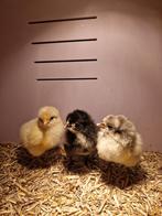 Orpington kuikens te koop, Dieren en Toebehoren