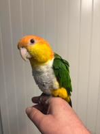 Roestkop caique, Dieren en Toebehoren, Vogels | Parkieten en Papegaaien, Geringd