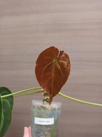 Anthurium radiant flare beschikbaar voor biedingen