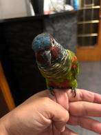 Conure emma, Dieren en Toebehoren, Vogels | Parkieten en Papegaaien