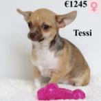 Chihuahua pups te koop (teefjes), Dieren en Toebehoren, 15 weken tot 1 jaar, Handelaar, Buitenland, Meerdere