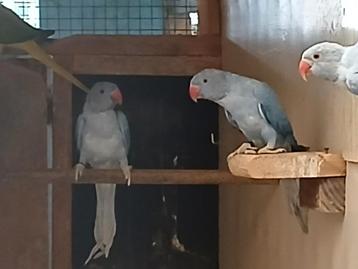 Halsband parkieten  beschikbaar voor biedingen