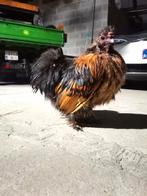 USA zijdehoen haan, Dieren en Toebehoren, Mannelijk, Kip