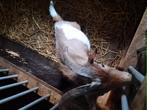 Mini dekbokje.speciaal kleurtje, Dieren en Toebehoren, Schapen, Geiten en Varkens, Mannelijk, Geit, 0 tot 2 jaar