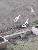 Broedeieren van loop eenden, Dieren en Toebehoren