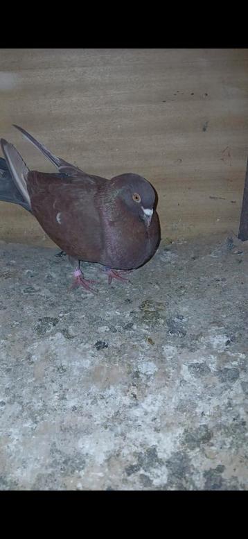 Duif MOET GAAN!!!!, Vrouwelijk, Kropper