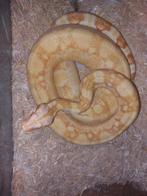 Boa Constrictor Sunglow, Dieren en Toebehoren, Reptielen en Amfibieën
