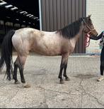 4.5jarige D pony 146 voor springen gefokt, Dieren en Toebehoren