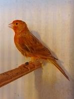 TRÈS BEAUX CANARIS DE COULEUR SIFFLANTE, avec ou sans cage, Animaux & Accessoires, Plusieurs animaux, Canari chanteur