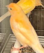 zingende kanarie Te koop, Dieren en Toebehoren, Vogels | Kanaries