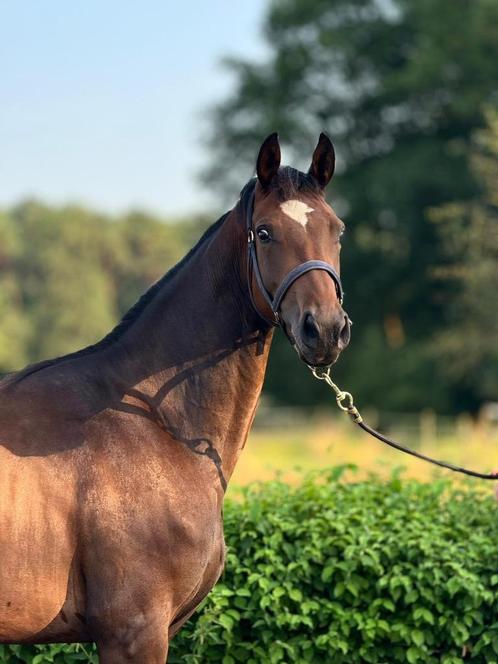 Otrichta Merrie Te Koop, Animaux & Accessoires, Chevaux, Jument, Non dressé, 160 à 165 cm, 0 à 2 ans, Cheval de dressage, Avec pedigree