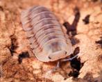 Isopods cubaris ice flower, Overige soorten