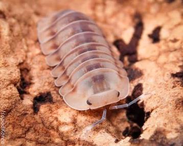 Isopods cubaris ice flower beschikbaar voor biedingen