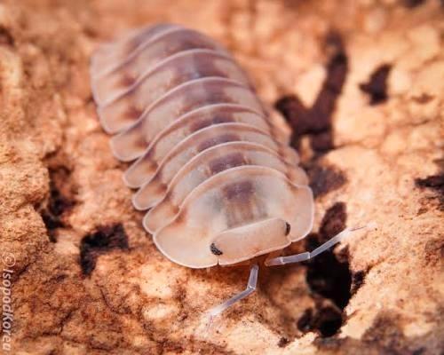 Isopods cubaris ice flower, Dieren en Toebehoren, Insecten en Spinnen, Overige soorten