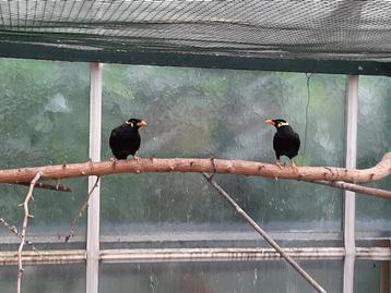 Bewezen kweekkoppel middel beo, Dieren en Toebehoren, Vogels | Overige Vogels, Meerdere dieren, Tropenvogel, Geringd