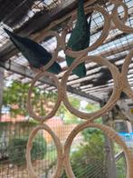 2 koppels Catharina parkieten, Dieren en Toebehoren, Meerdere dieren, Parkiet, Geringd