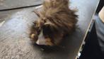 Peruaanse cavia, Cavia, Juni, Mannelijk, Tam