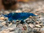 deep bleu velvet SS, Dieren en Toebehoren, Vissen | Aquariumvissen, Kreeft, Krab of Garnaal, Zoetwatervis, Schoolvis
