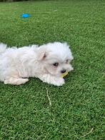 Maltezer pups, Dieren en Toebehoren, België, Maltezer, Fokker | Hobbymatig, CDV (hondenziekte)