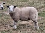 schapen, Dieren en Toebehoren, Meerdere dieren, Schaap, 0 tot 2 jaar