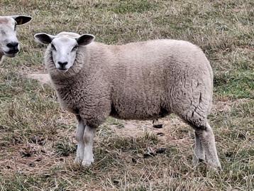 schapen beschikbaar voor biedingen