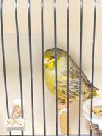 Glosters te koop twee ronde, tt waardig, Postuurkanarie