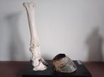 Anatomisch model - Kalfsbeen -klauw Aug. Bossaerts 1950-1960, Ophalen of Verzenden