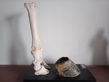 Anatomisch model - Kalfsbeen -klauw Aug. Bossaerts 1950-1960 beschikbaar voor biedingen