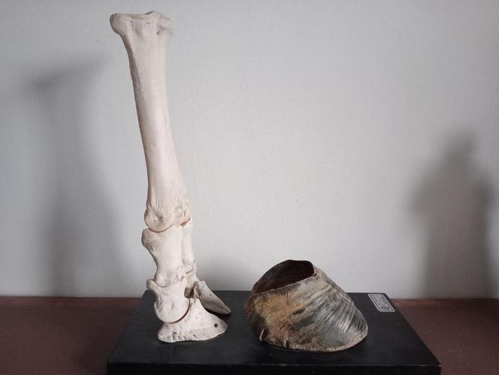 Anatomisch model - Kalfsbeen -klauw Aug. Bossaerts 1950-1960, Antiek en Kunst, Curiosa en Brocante, Ophalen of Verzenden