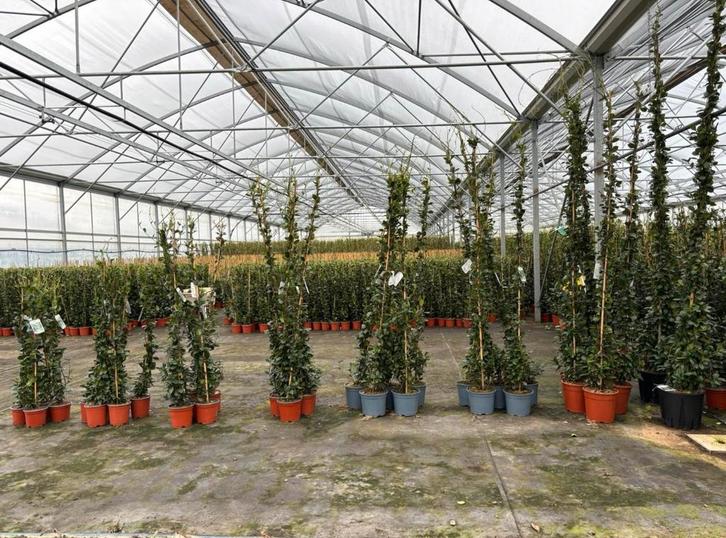 Toscaanse jasmijn trachelospermum in maten leverbaar, Tuin en Terras, Planten | Struiken en Hagen, Ophalen of Verzenden