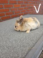 Dwergkonijn, Meerdere dieren, Dwerg, 0 tot 2 jaar
