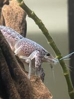 Blauwe floridakreeftjes Procambarus alleni