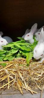 konijnen, Dieren en Toebehoren, Konijnen, Geslacht onbekend, Middelgroot, 0 tot 2 jaar