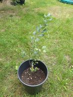 Kurkeik zaailing 2 jaar, Tuin en Terras, Planten | Bomen, Ophalen, In pot, Volle zon, Minder dan 100 cm